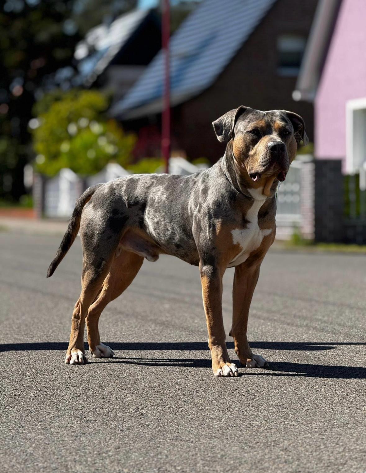Dog Featured Image