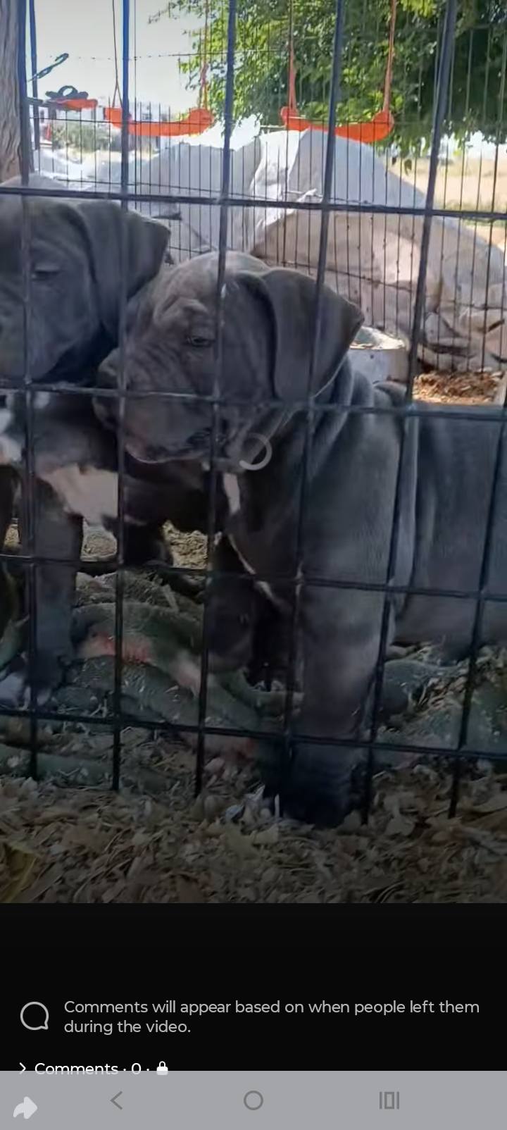 Dog Featured Image