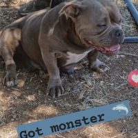 Dog Featured Image