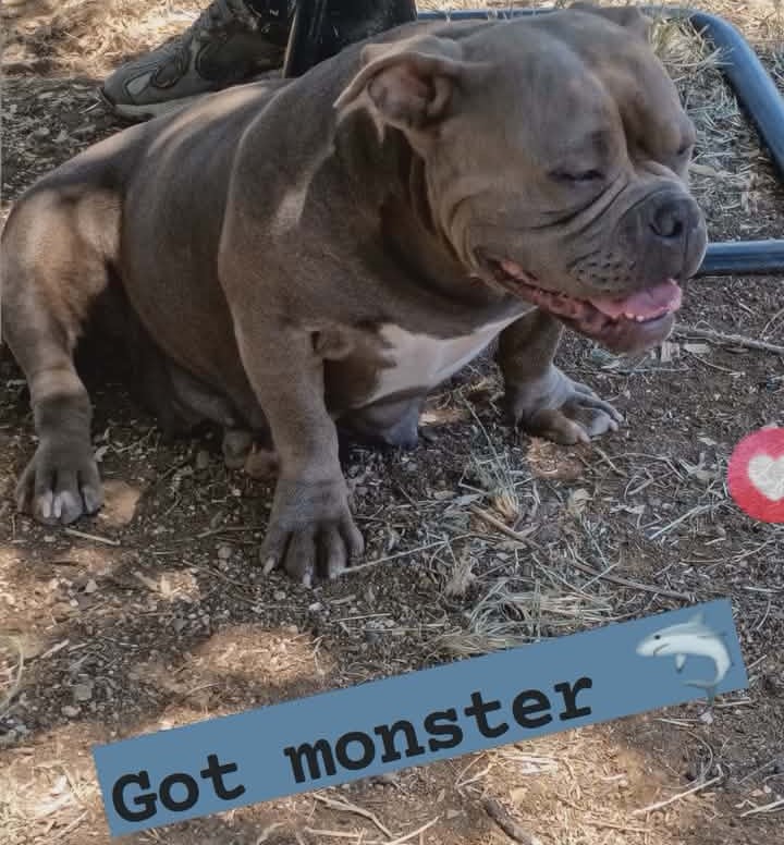 Dog Featured Image