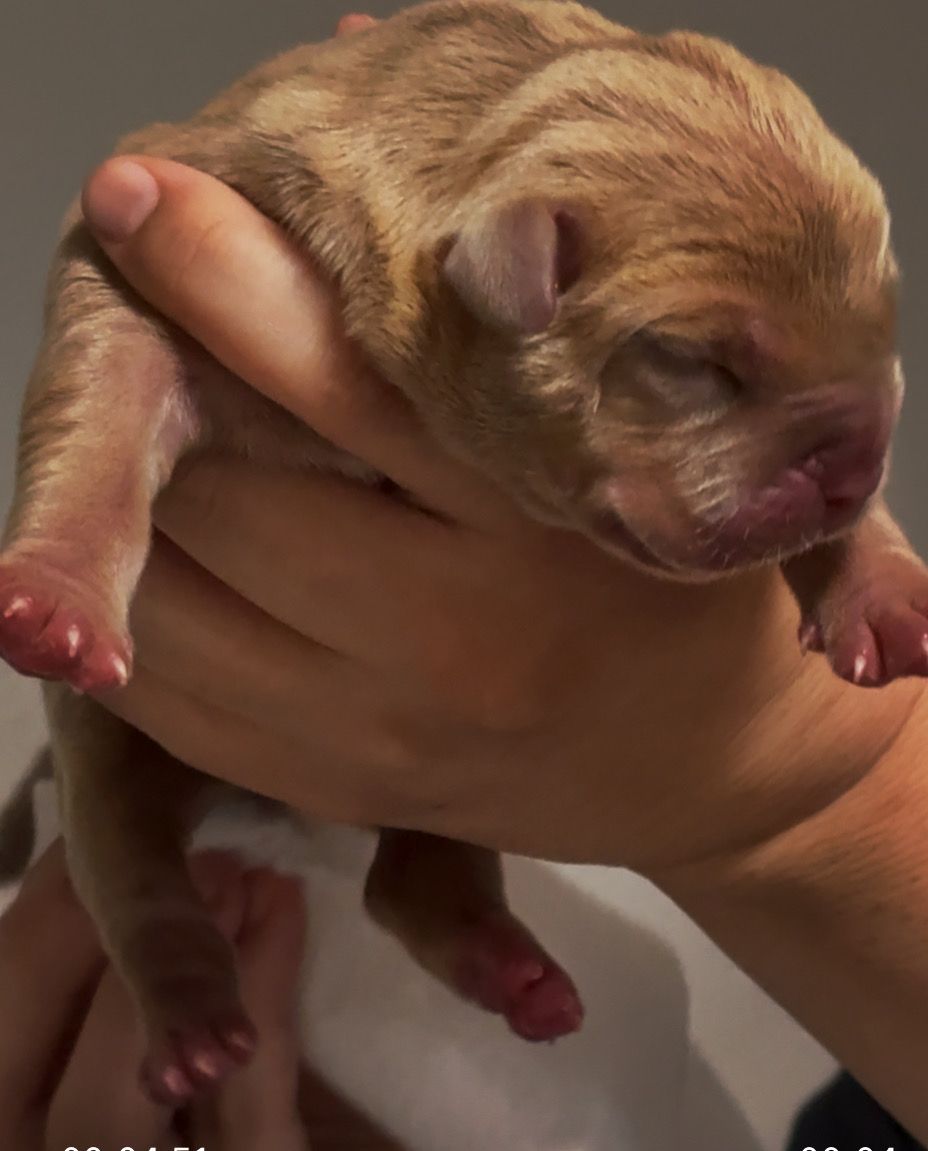 Dog Featured Image