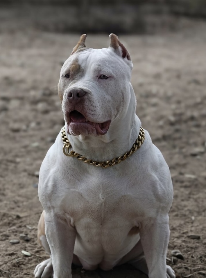 Dog Featured Image