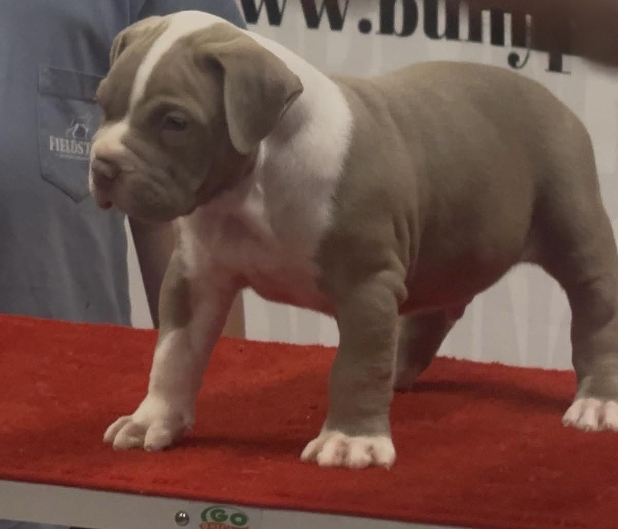 Dog Featured Image