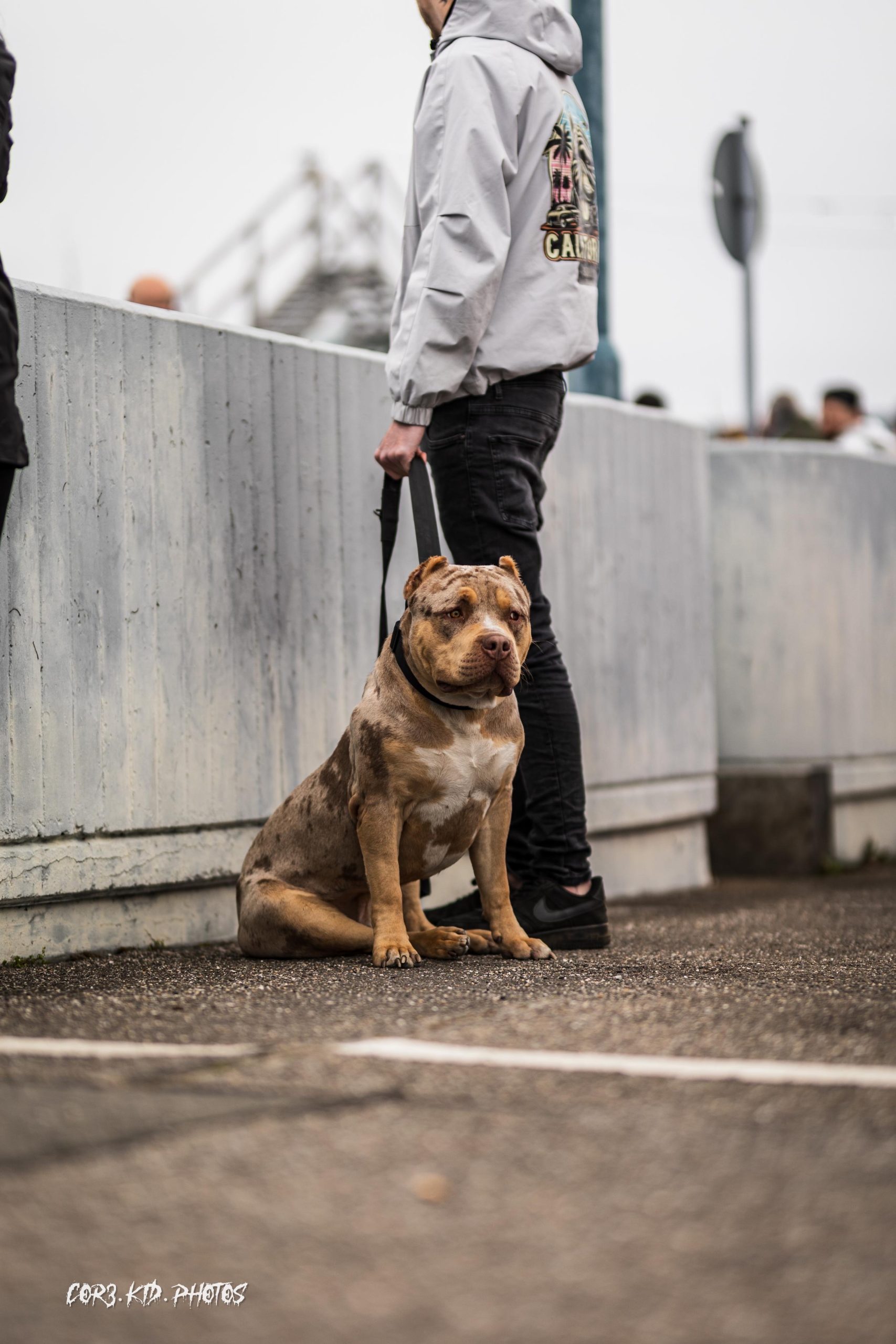 Dog Featured Image