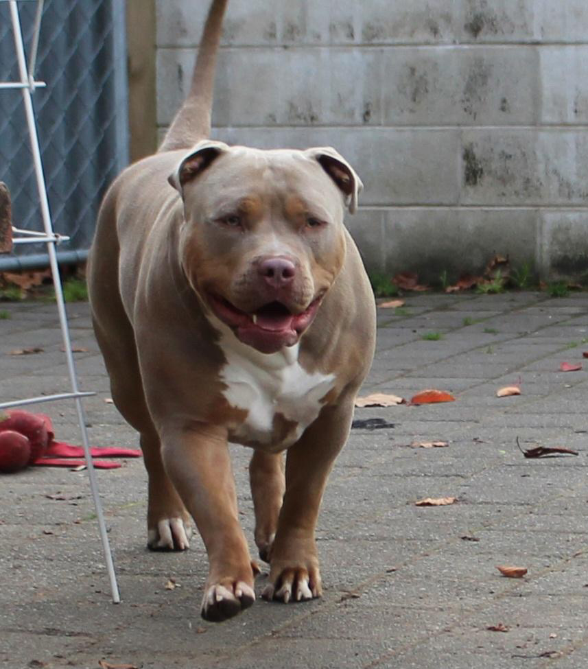 Dog Featured Image