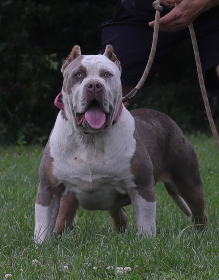 Dog Featured Image