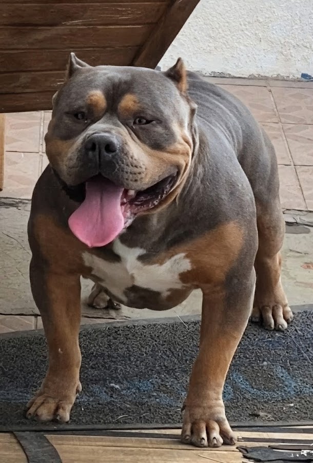 Dog Featured Image