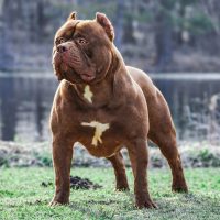 Dog Featured Image