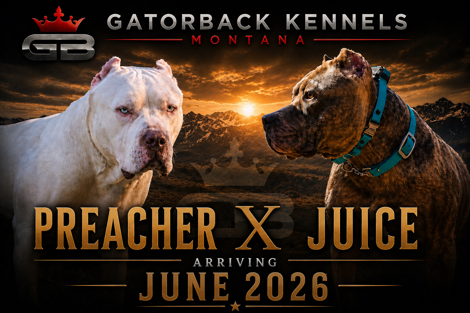 Dog Featured Image