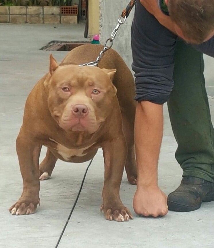 Dog Featured Image