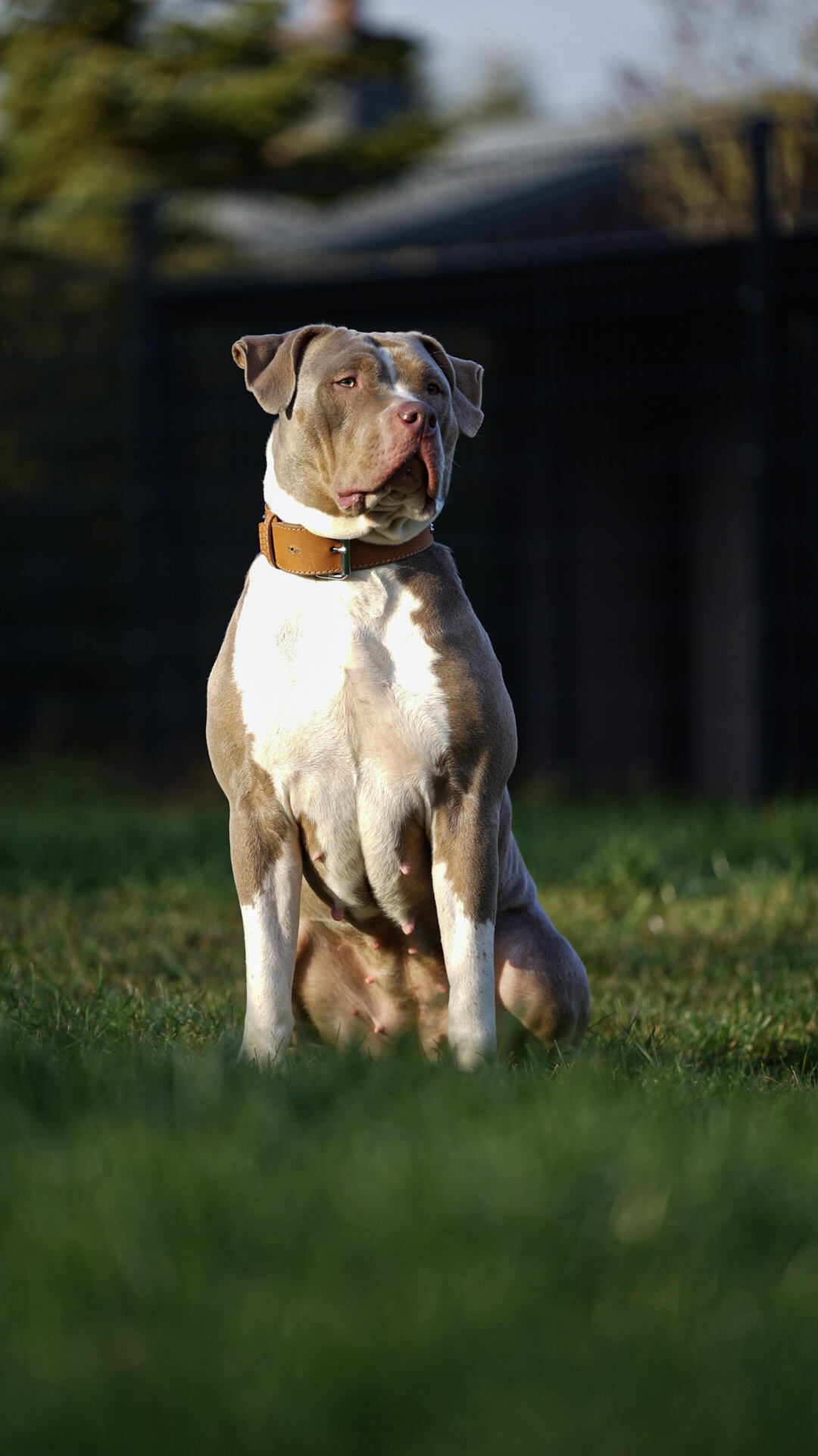 Dog Featured Image