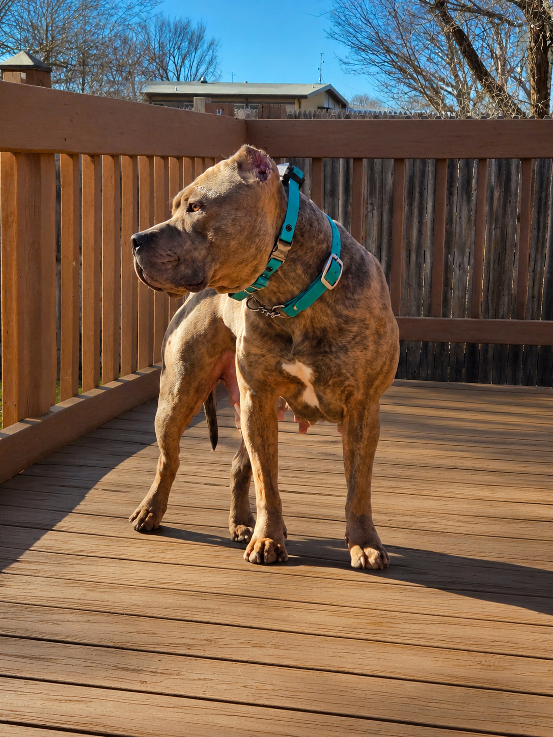 Dog Featured Image