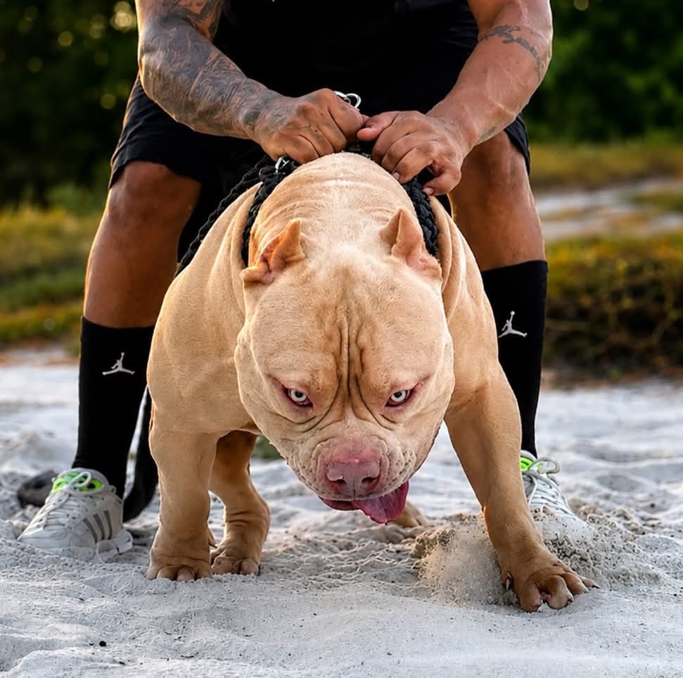 Dog Featured Image