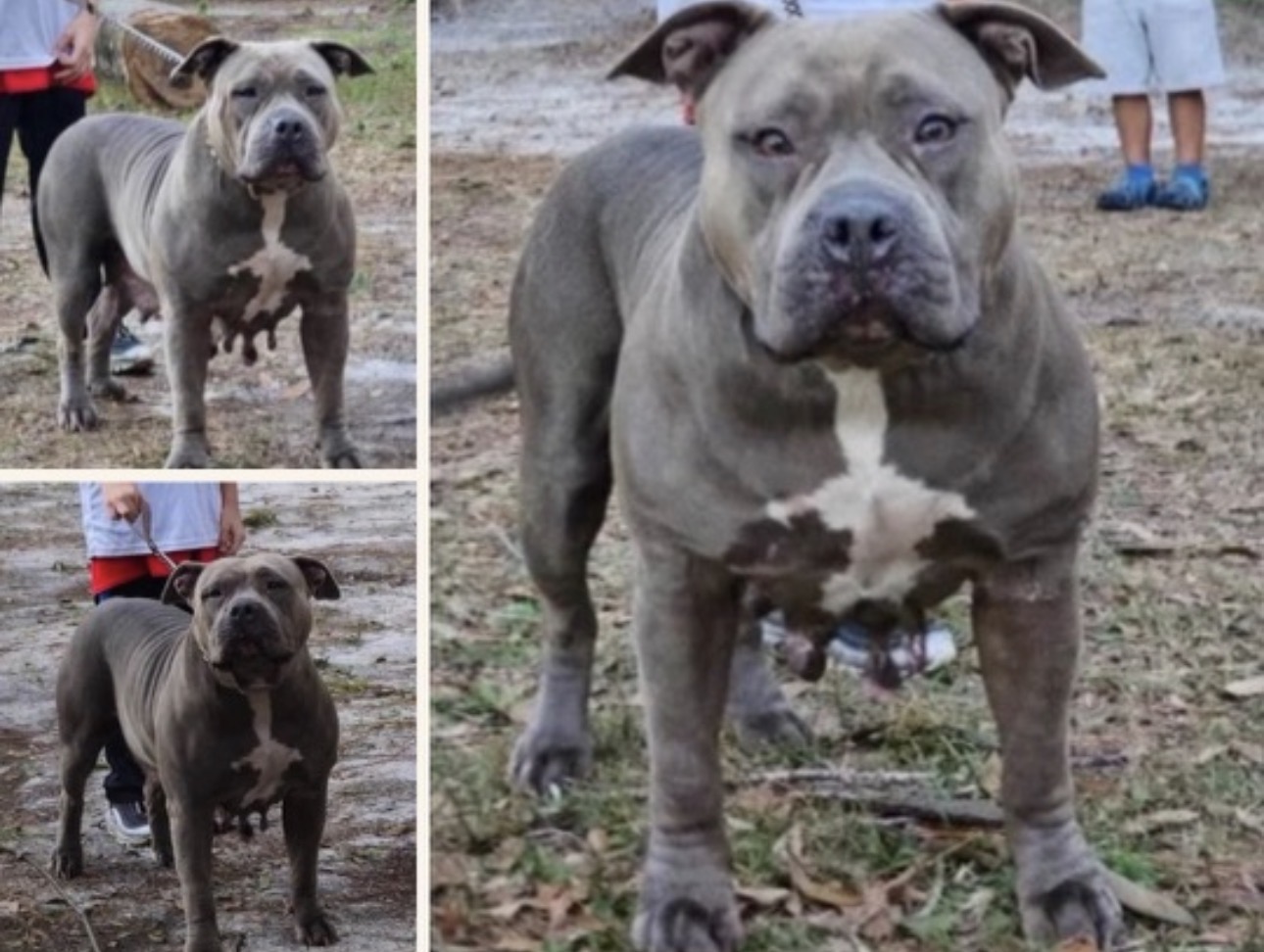 Dog Featured Image