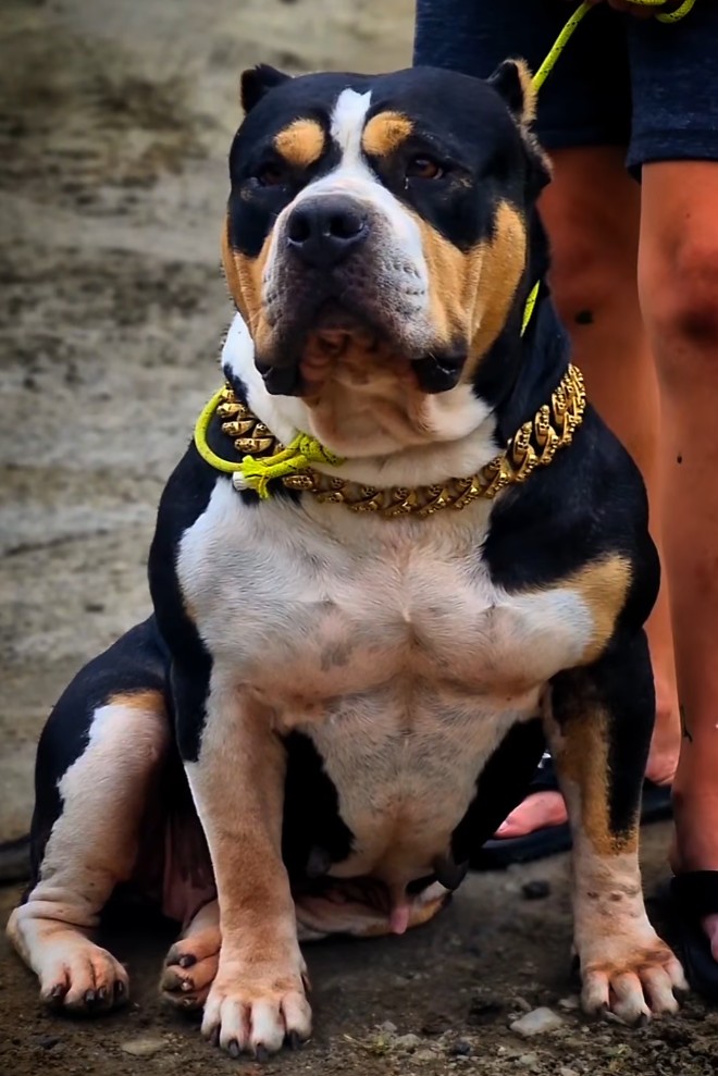 Dog Featured Image