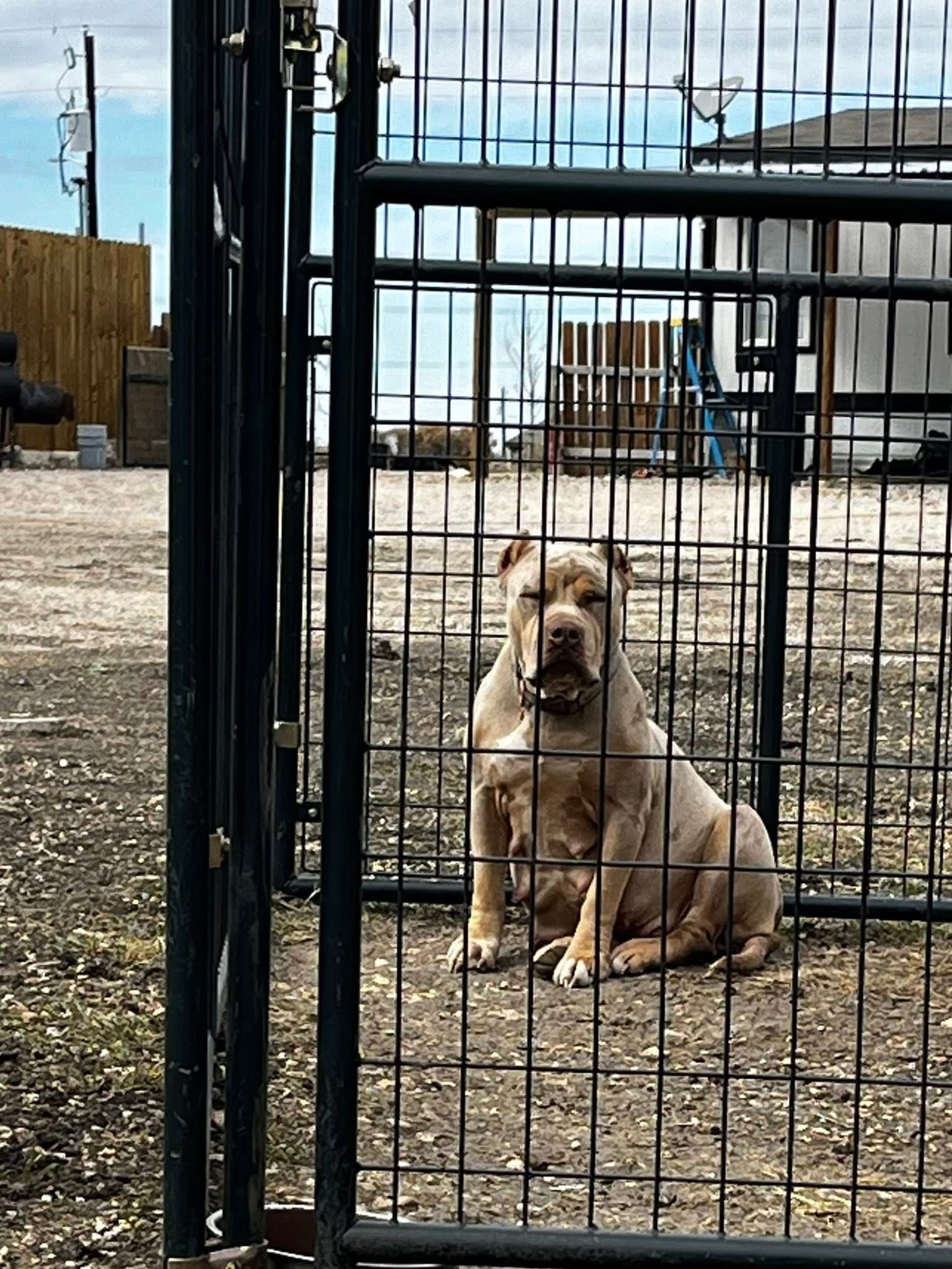 Dog Featured Image