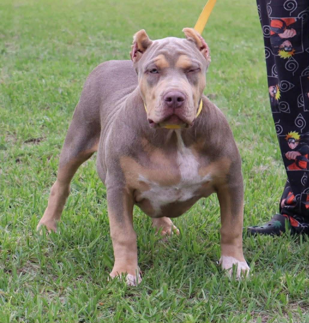 Dog Featured Image