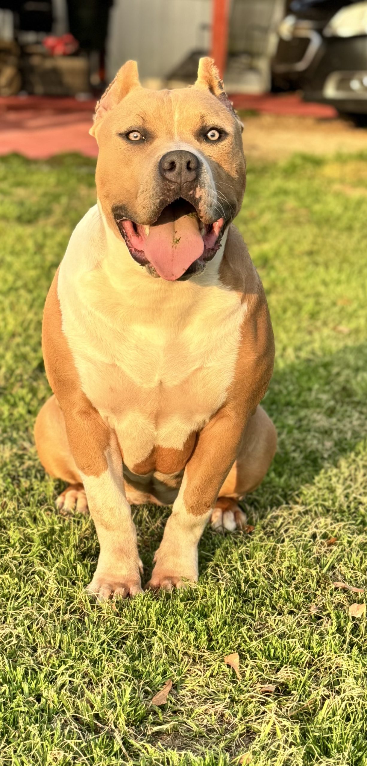 Dog Featured Image