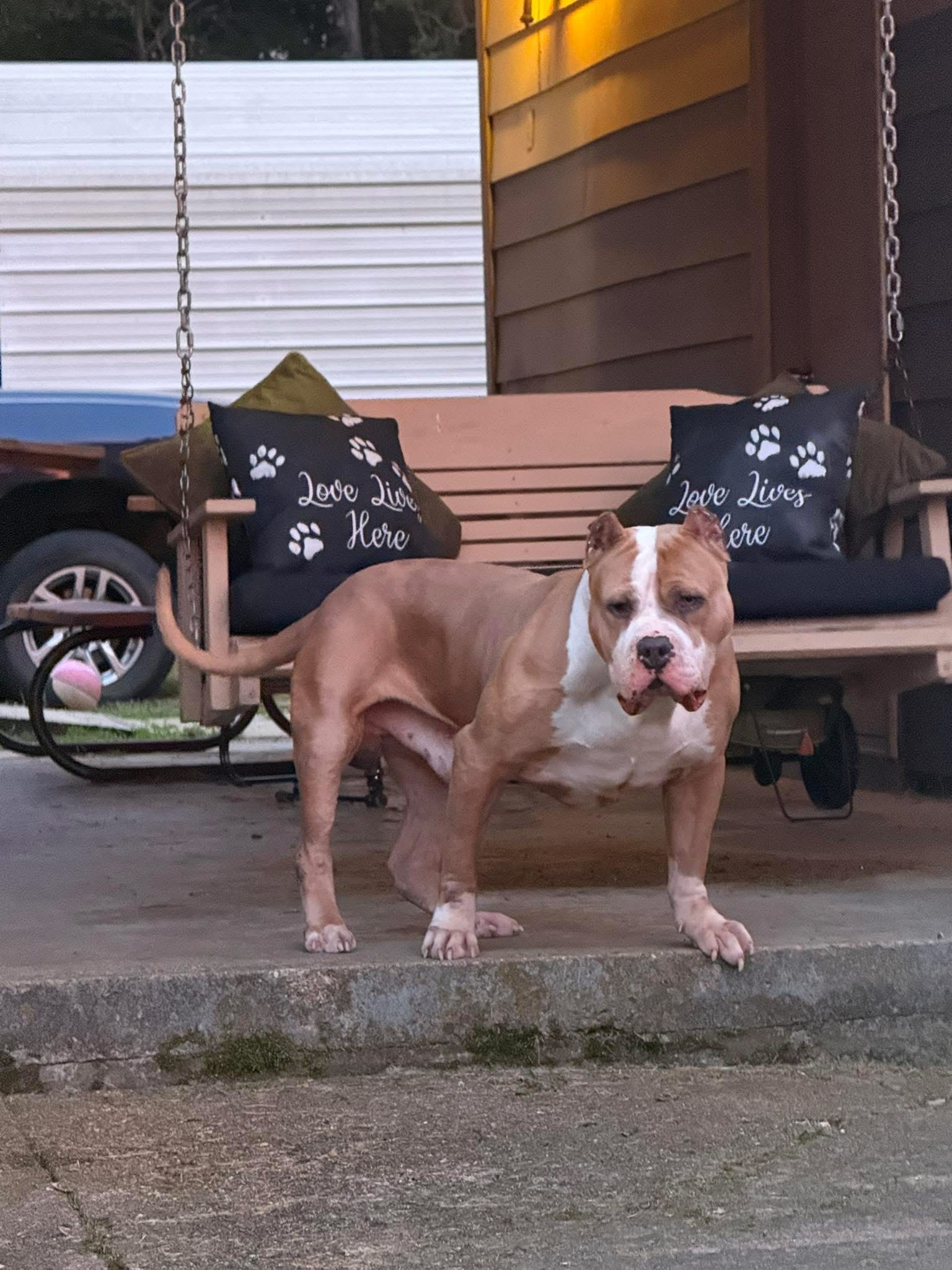 Dog Featured Image