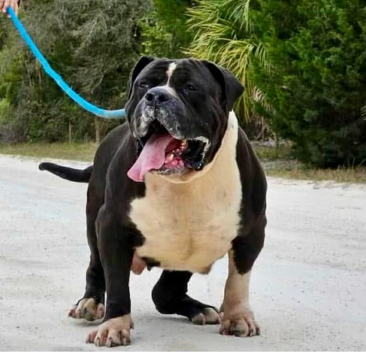 Dog Featured Image