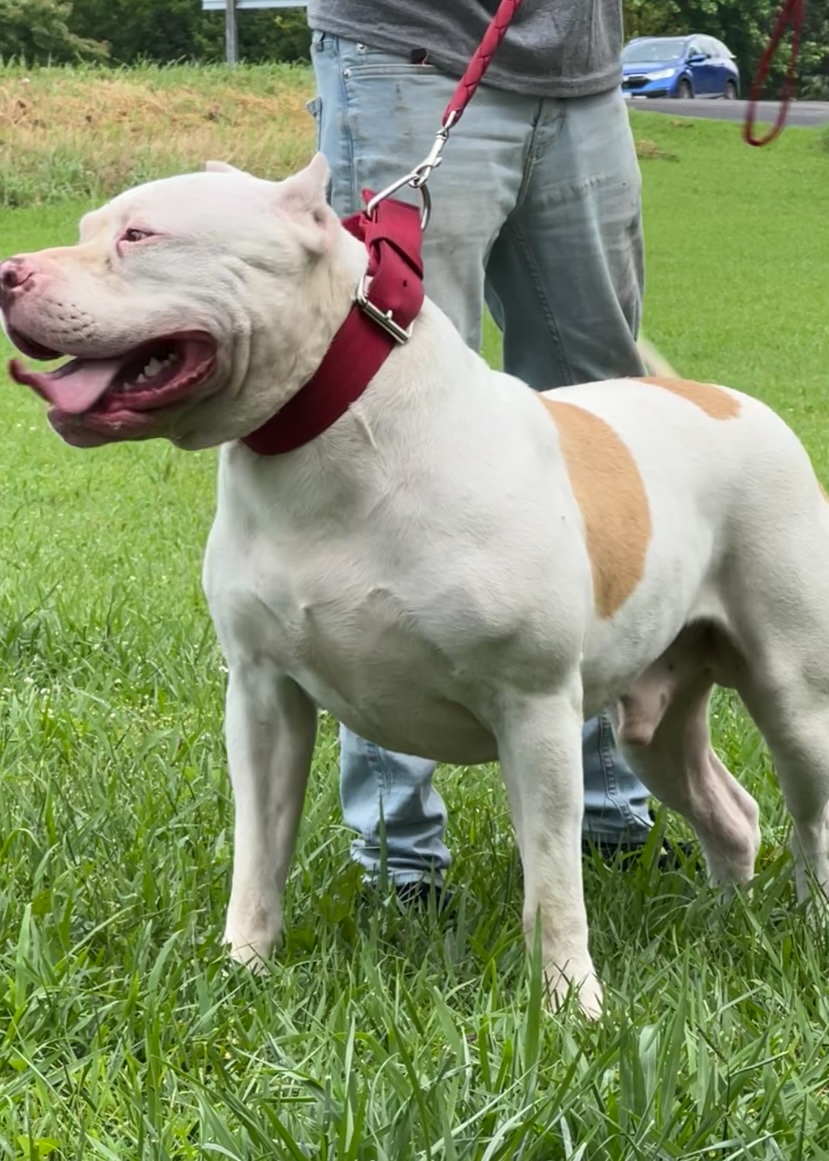 Dog Featured Image