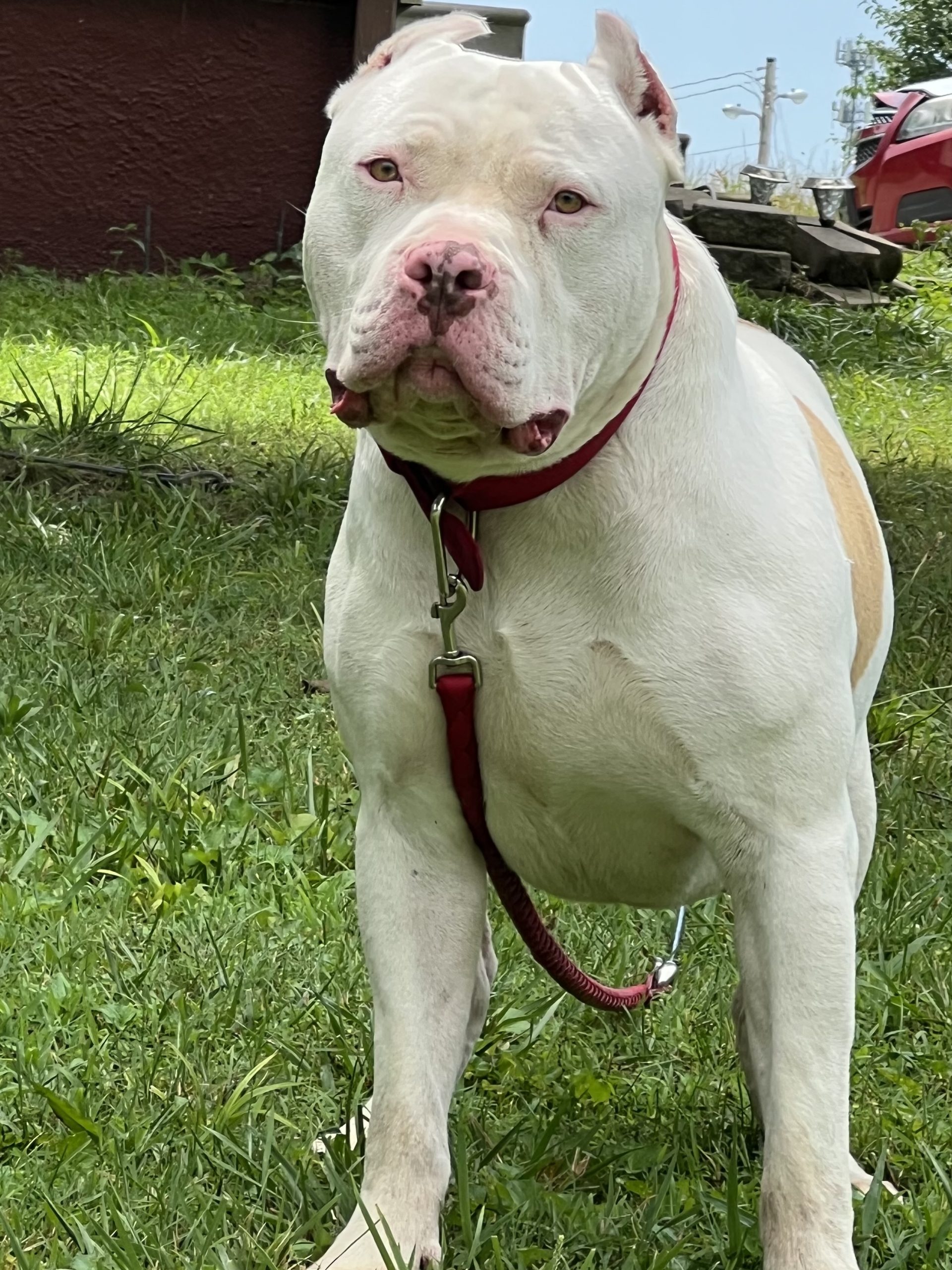 Dog Featured Image