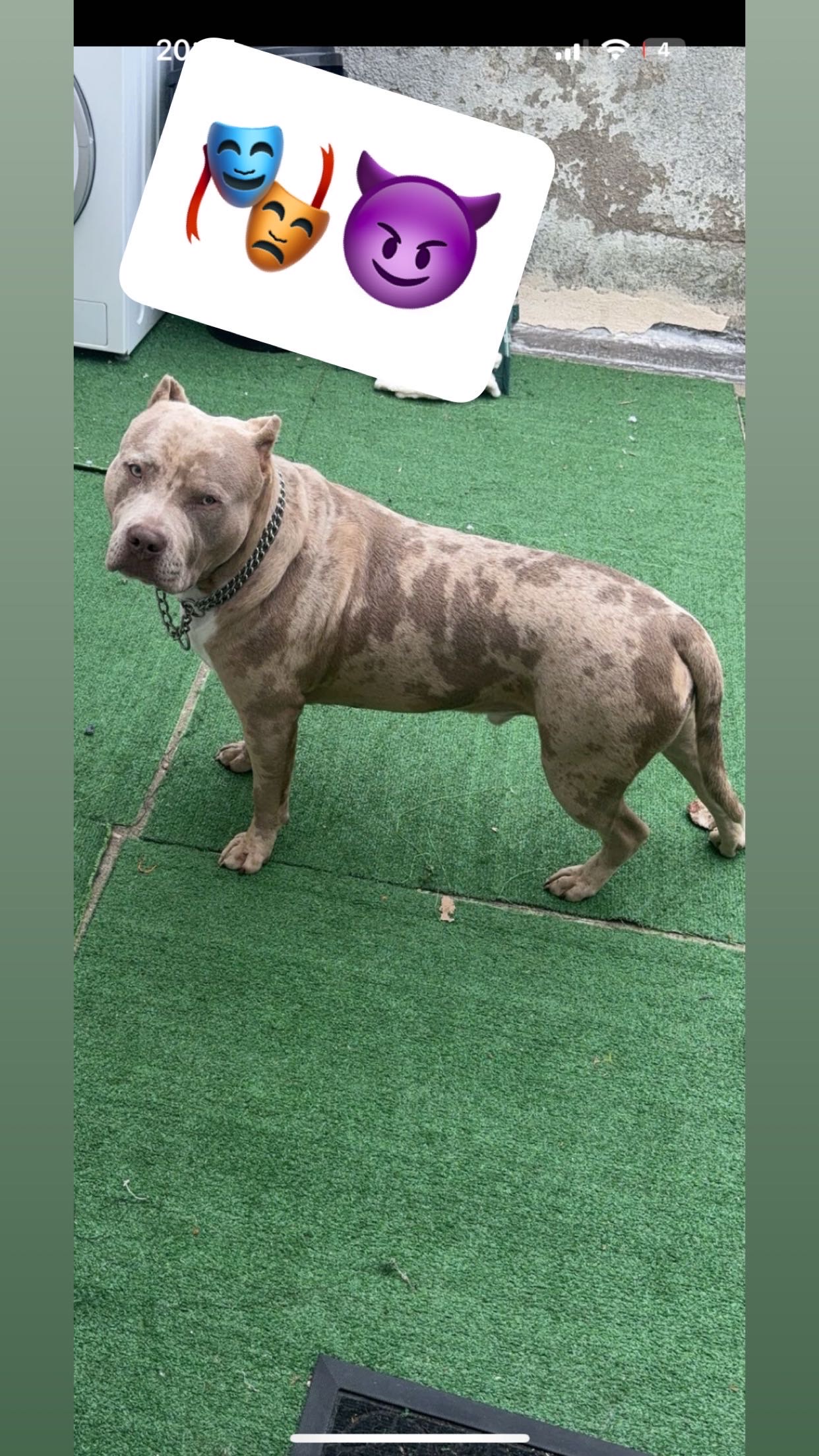 Dog Featured Image