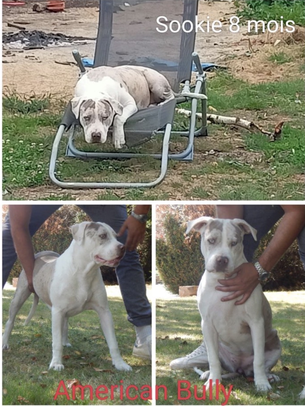 Dog Featured Image