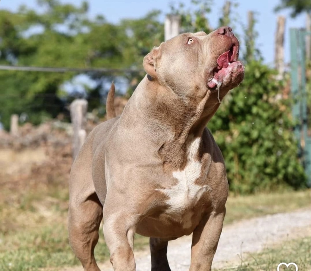 Dog Featured Image