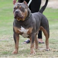 Bossy’s ‘Staxx’.
