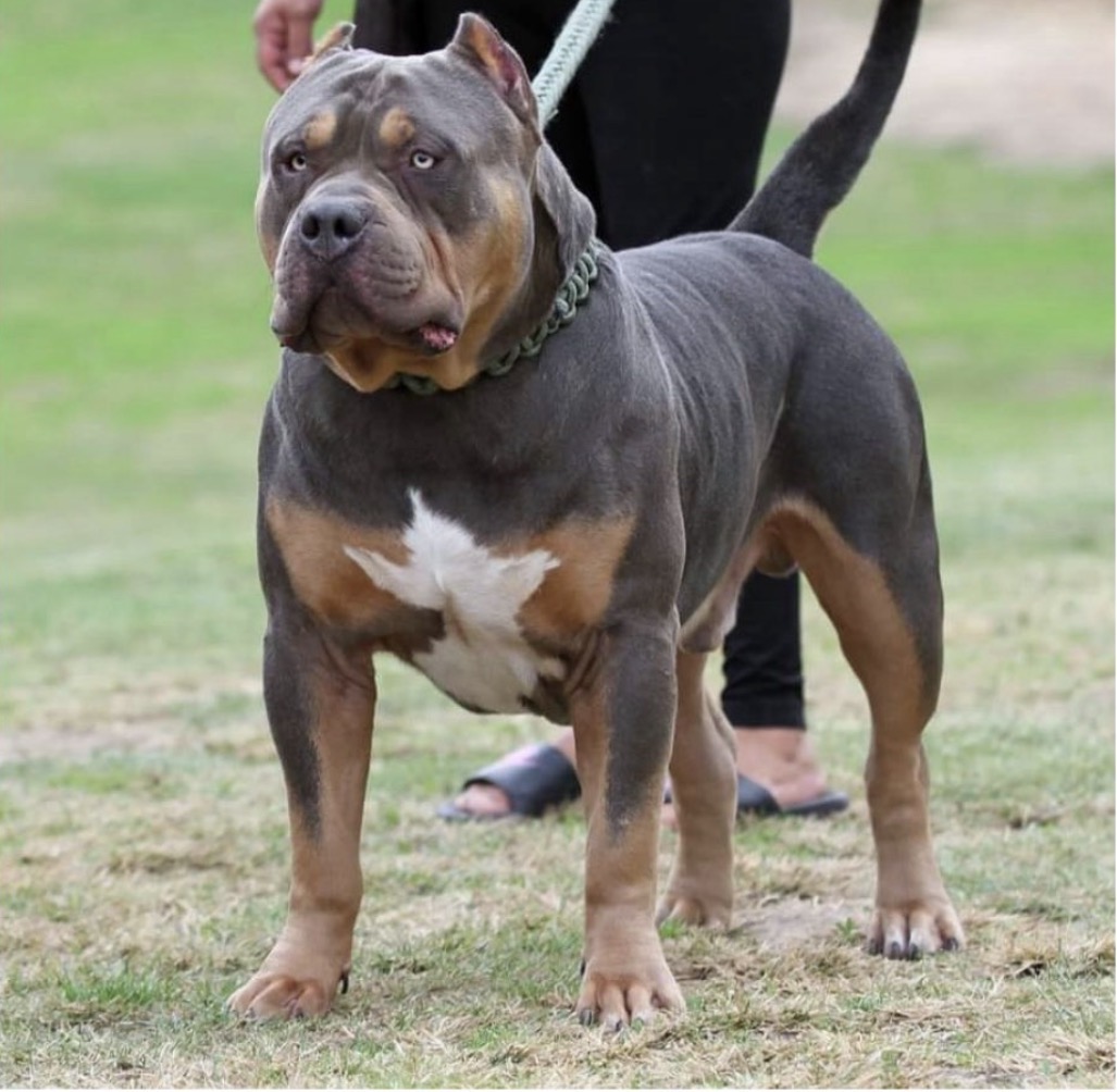 Dog Featured Image