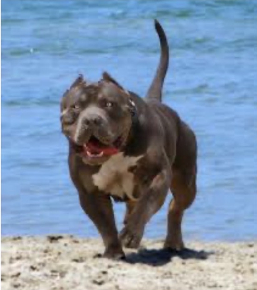Dog Featured Image