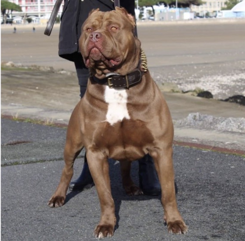 Dog Featured Image