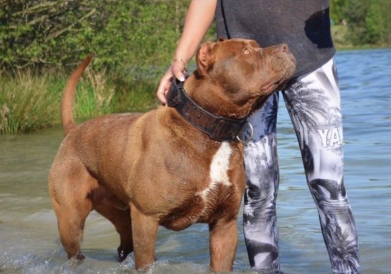Dog Featured Image