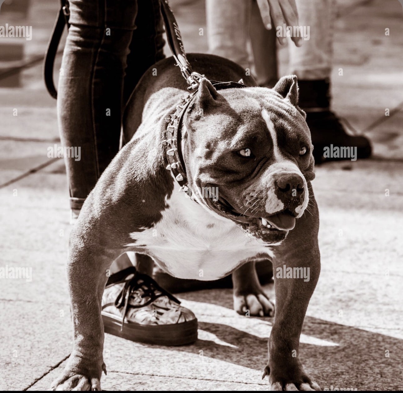 Dog Featured Image