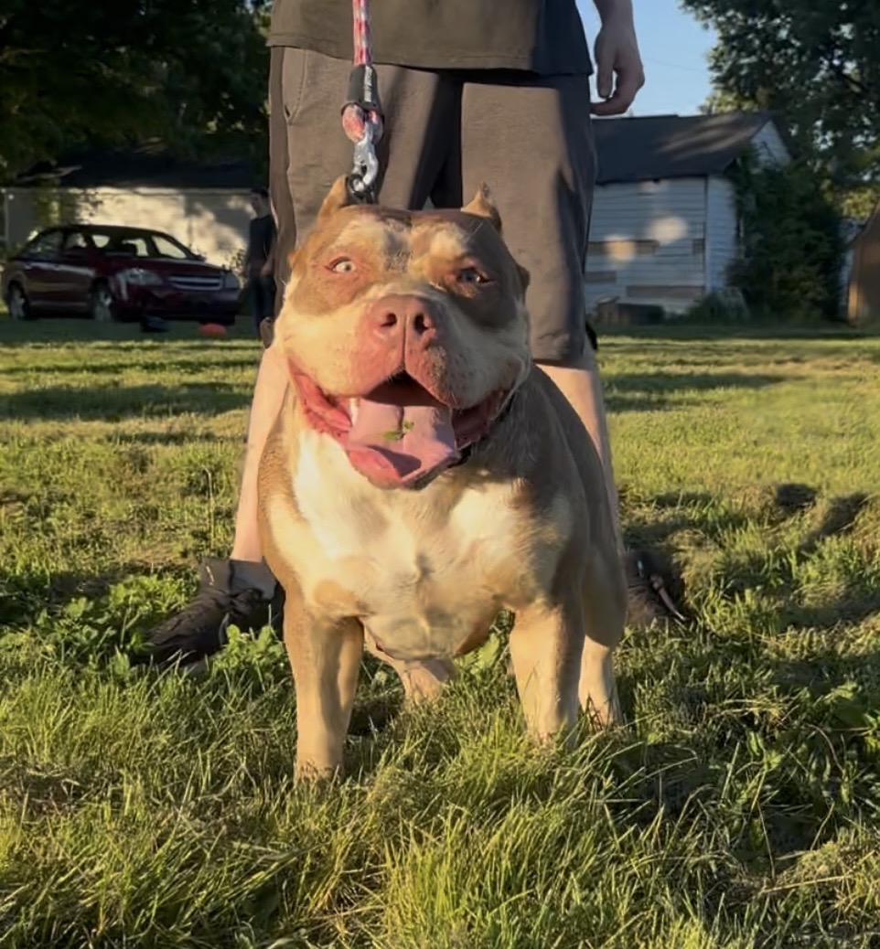 Dog Featured Image