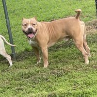 Dog Featured Image