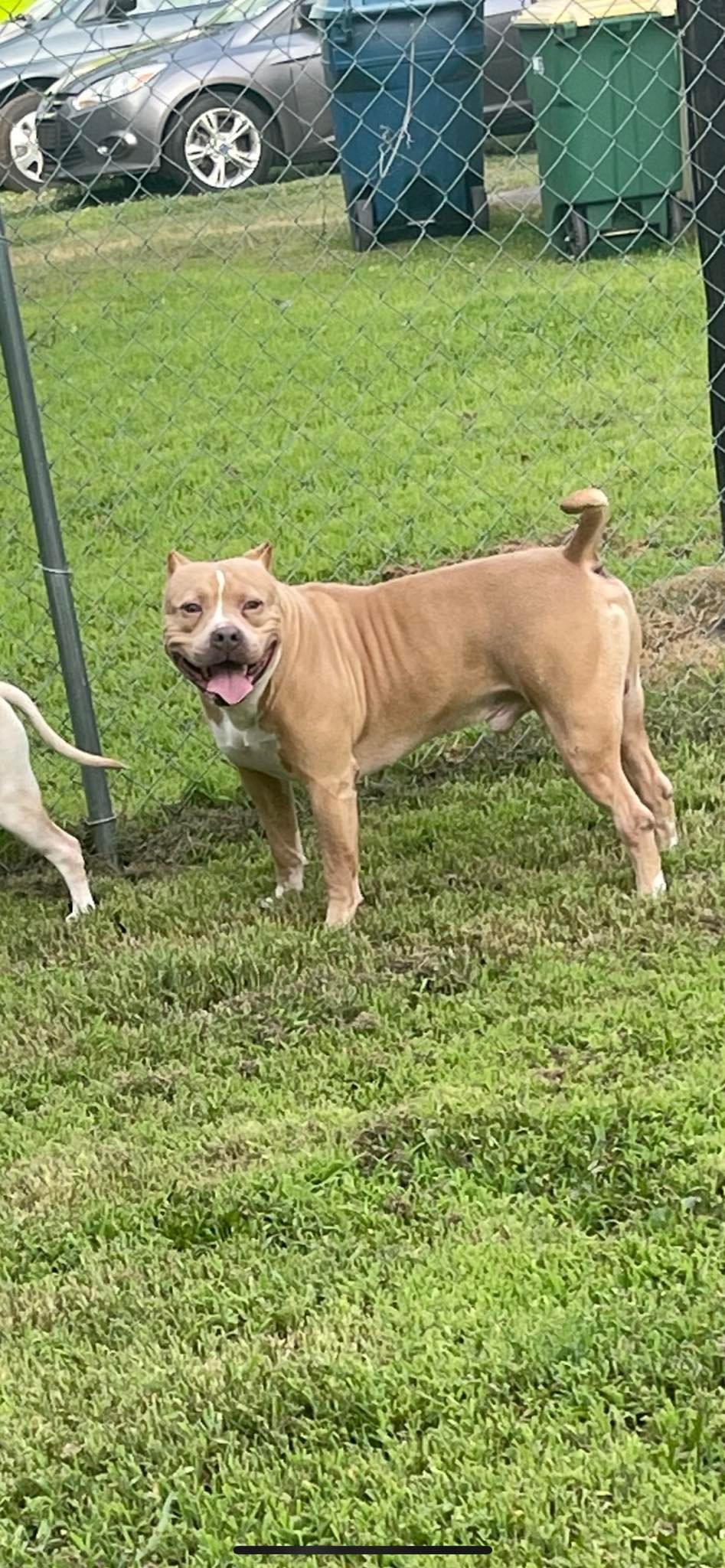 Dog Featured Image