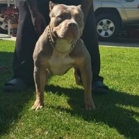 Dog Featured Image