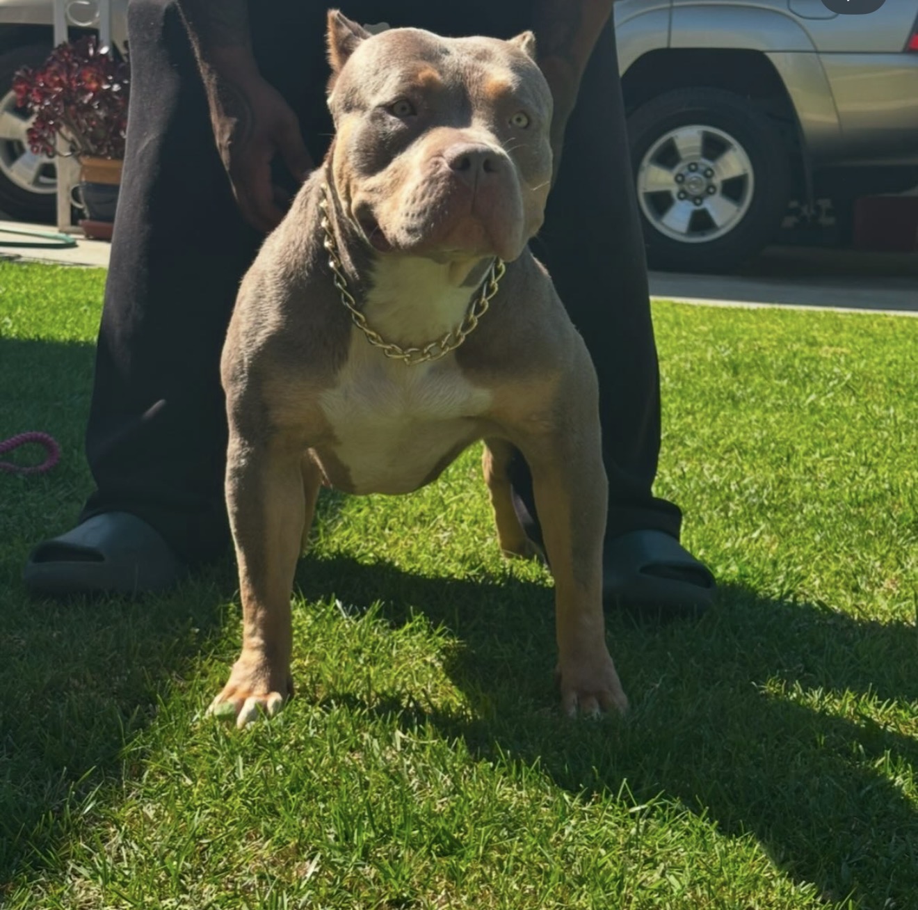 Dog Featured Image