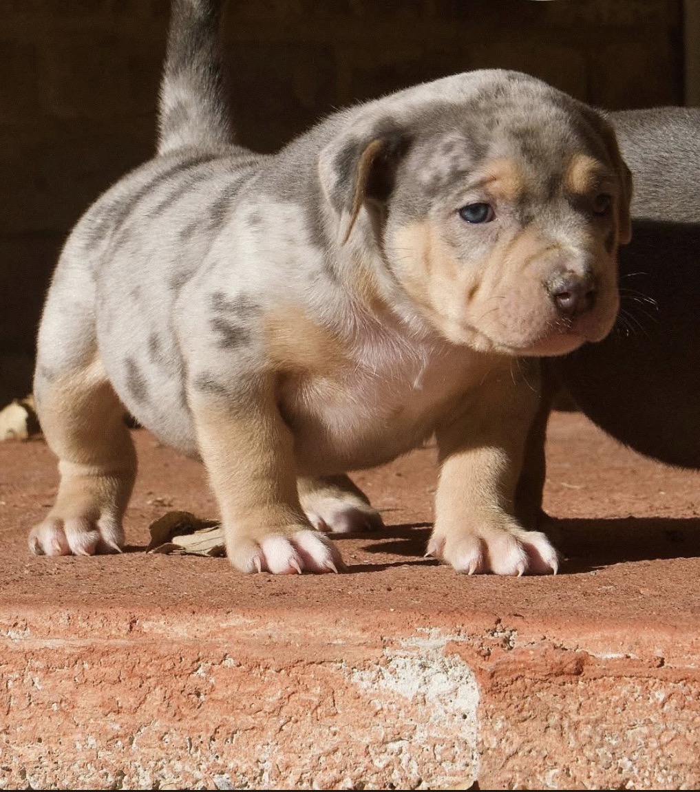 Dog Featured Image