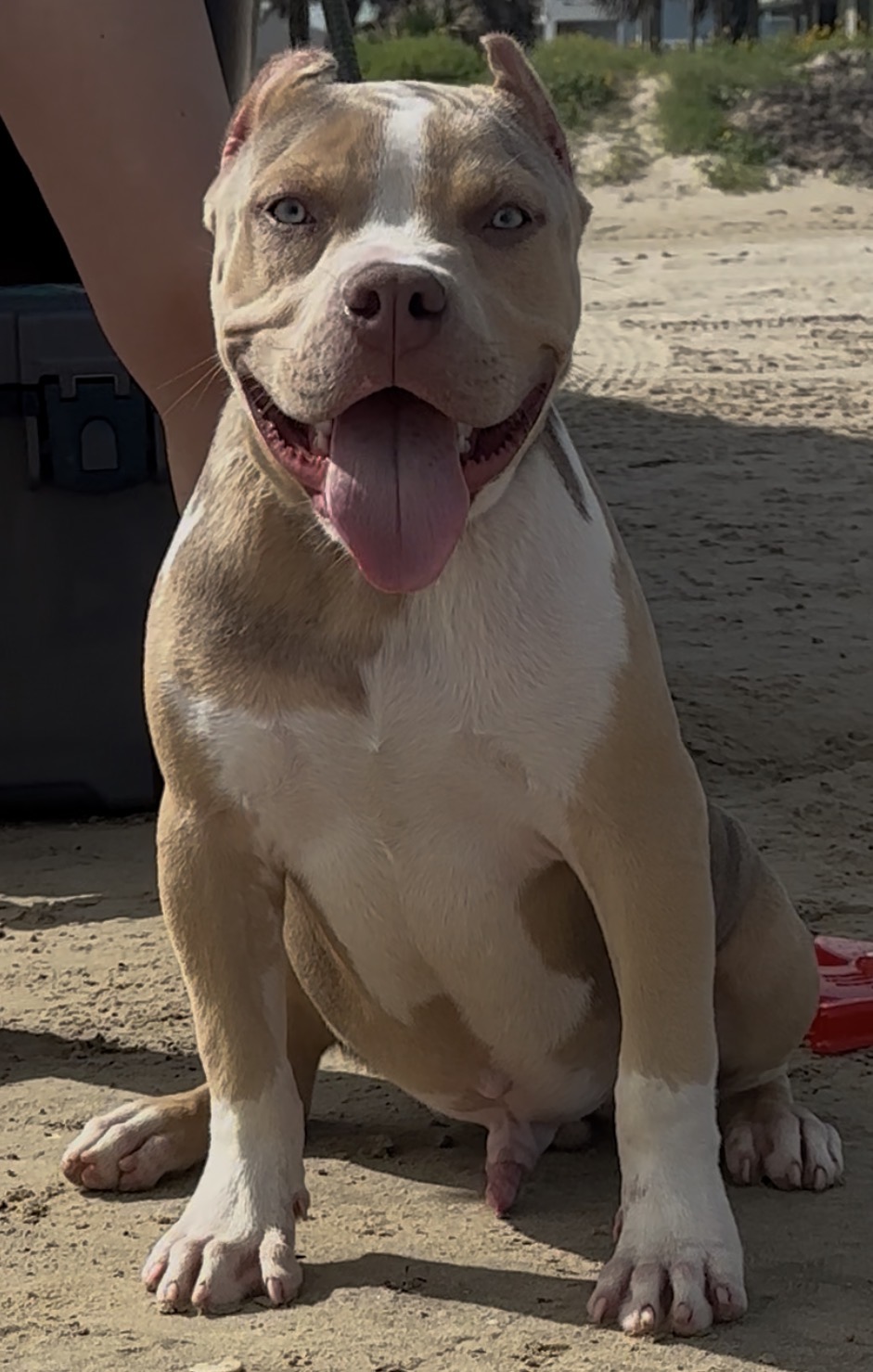 Dog Featured Image