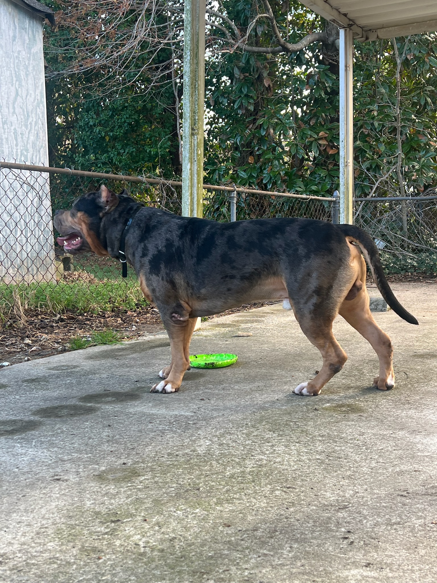 Dog Featured Image