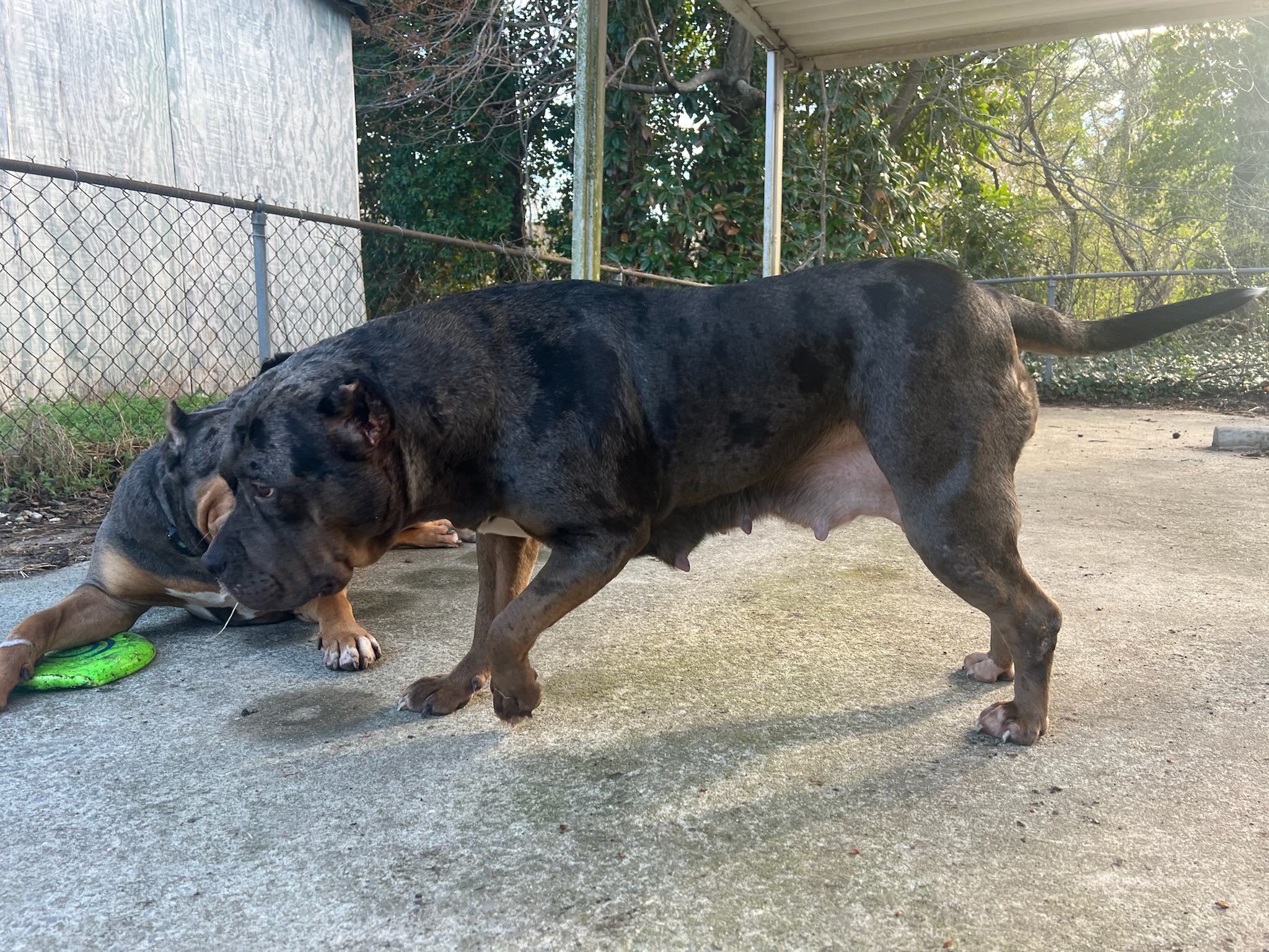 Dog Featured Image