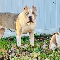 Dog Featured Image
