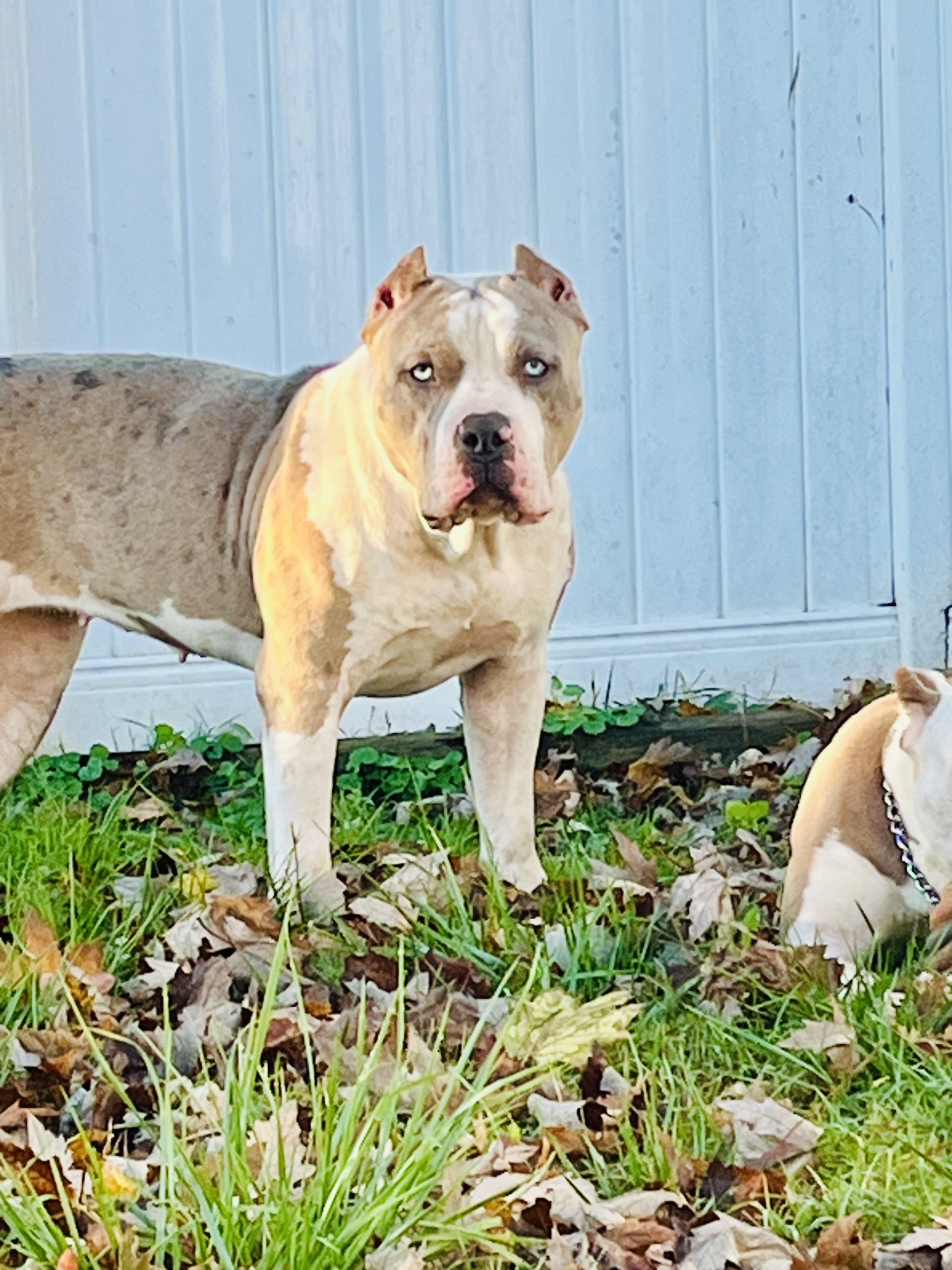 Dog Featured Image