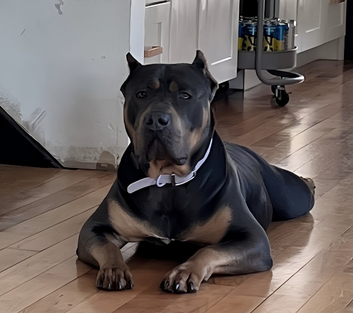 Dog Featured Image
