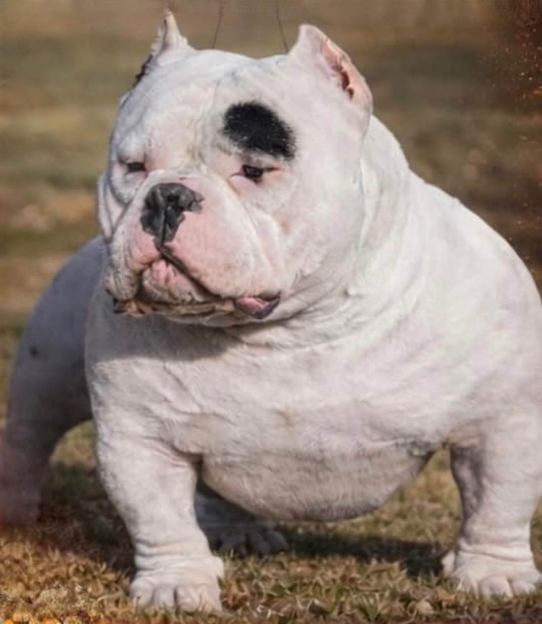 Dog Featured Image
