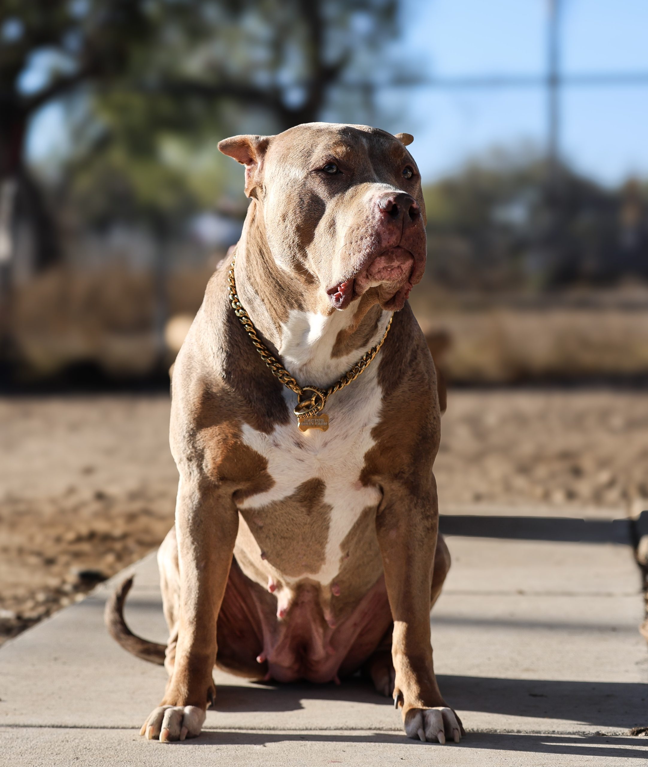 Dog Featured Image