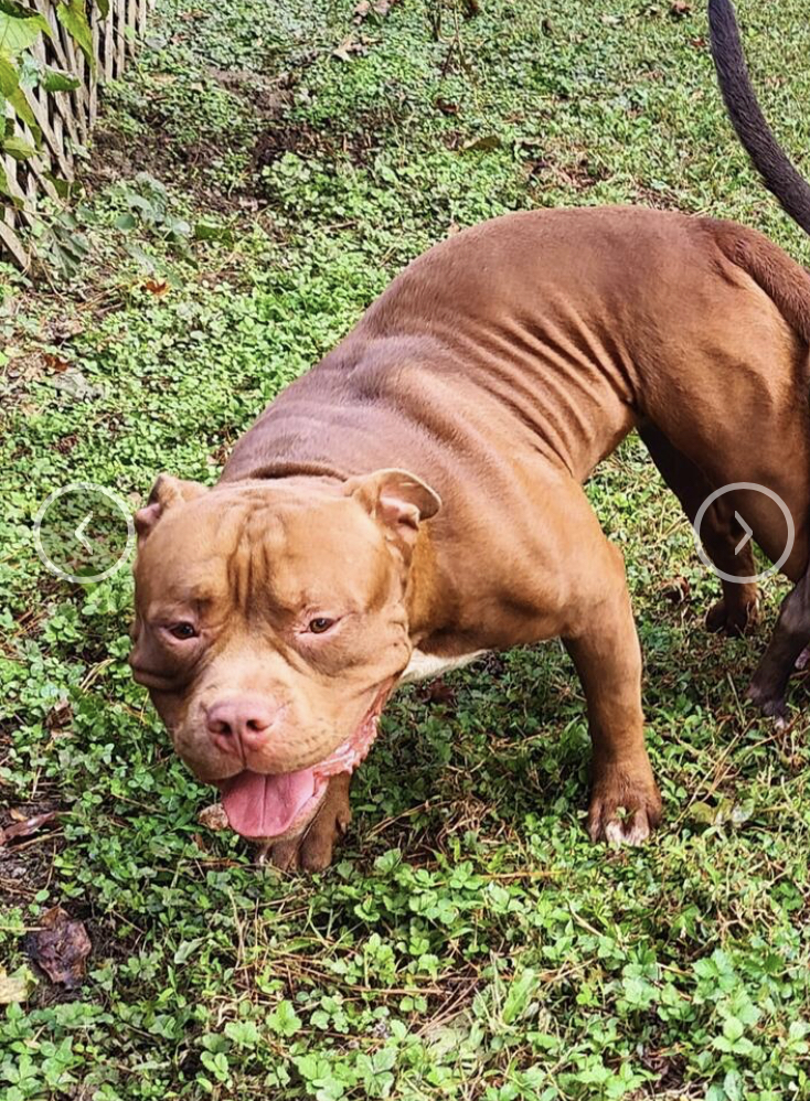 Dog Featured Image